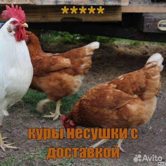 Куры несушки