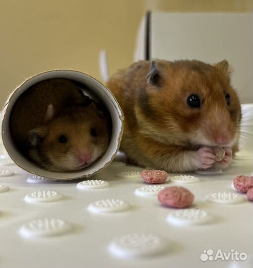 Сирийские хомячки малыши