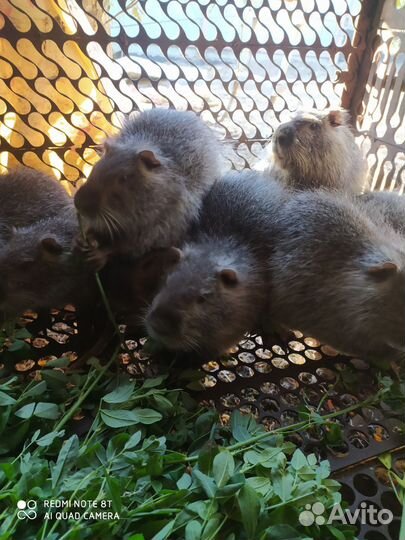 Нутрии молодняк