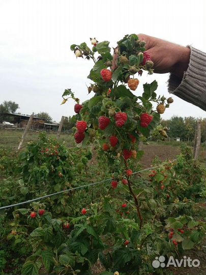Саженцы малины Дэльнива, Имара, Карамелька и т.д