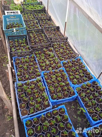 Саженцы клубники