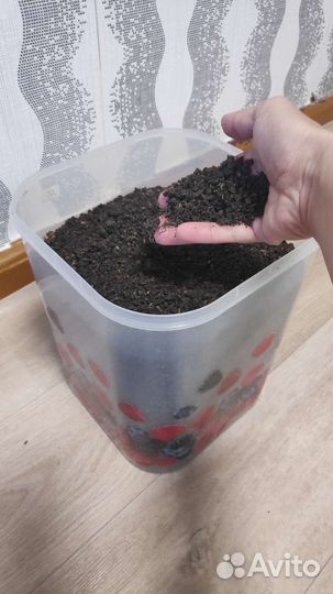 Иван чай ферментированный