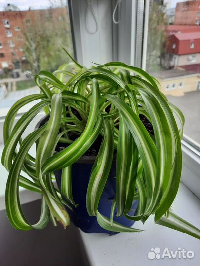 Хлорофитум бонни кучерявый