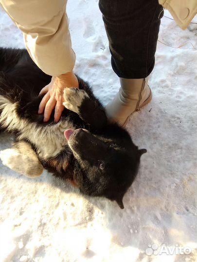 Отдам в добрые руки