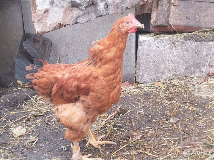 Молодые петушки