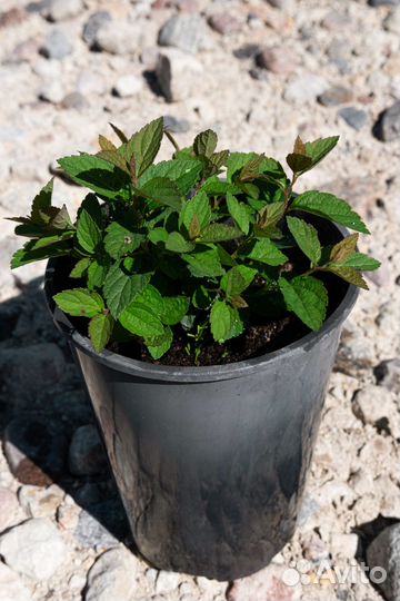 Саженцы хвойных деревьев