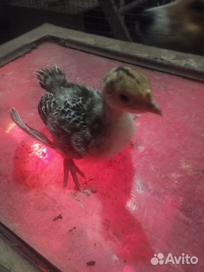 Индюшата, икубационное яйцо индюков