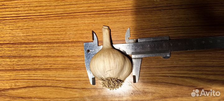 Чеснок озимый