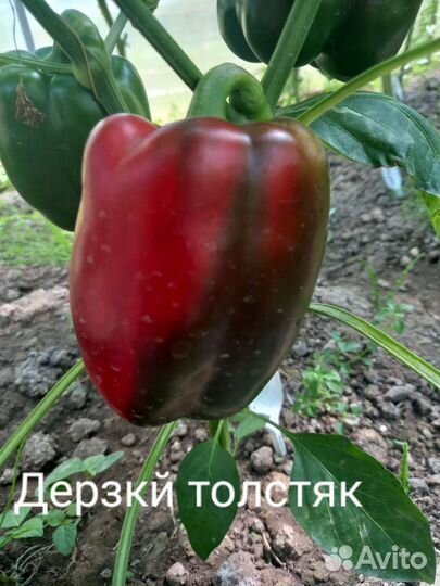 Семена сладкого перца