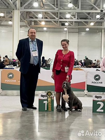 Американский булли