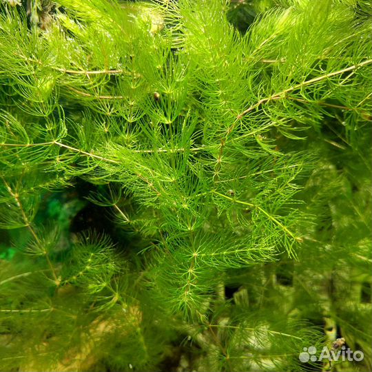 Украшение для аквариума