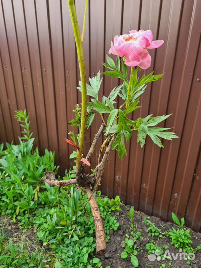 Пион корни саженцы Коралл Суприм