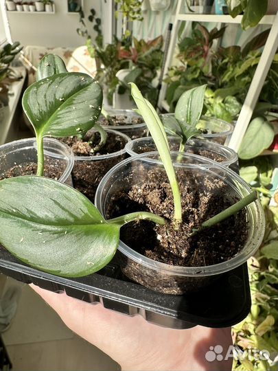 Сциндапсус мунлайт