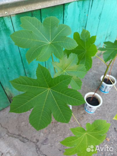 Клещевина занзибарская - Пальма на вашу дачу