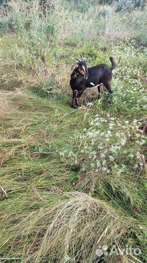 Продается козлик