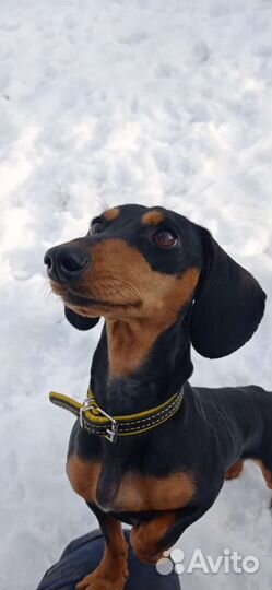 Собака для съемок