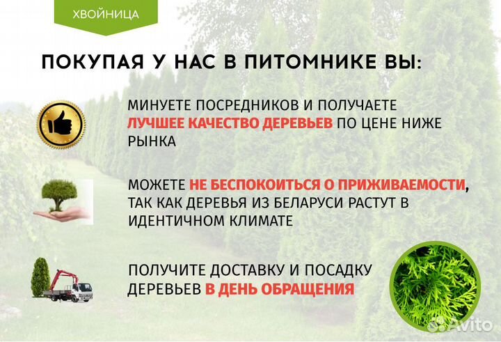 Туи Ростовка большая 8 м