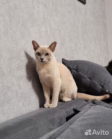 Котик лиловый