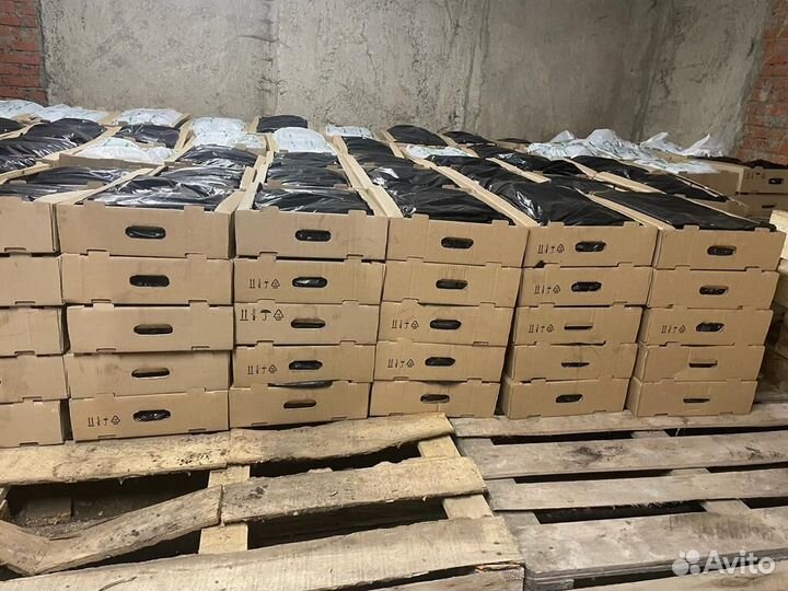 Сеянцы сосны зкс от производителя