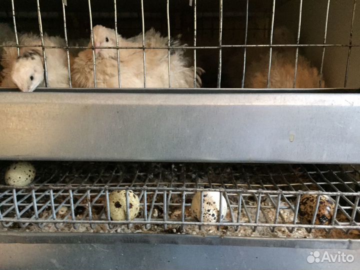 Перепела, яйцо инкубационное