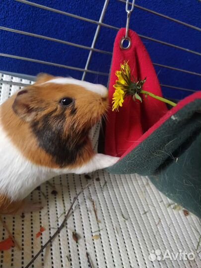 Передержка грызунов