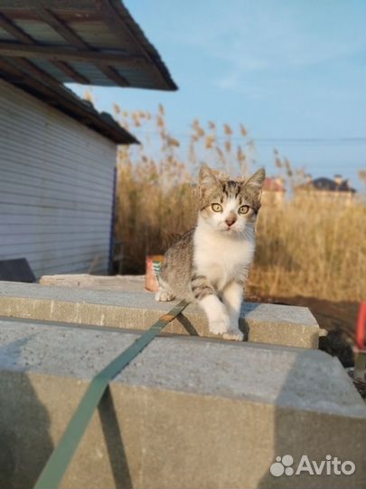 Котенок мальчик в добрый руки