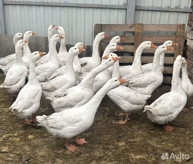 Индюшки и Гуси