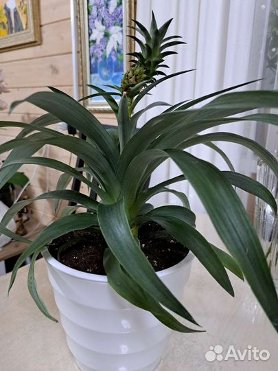 Ананас растение