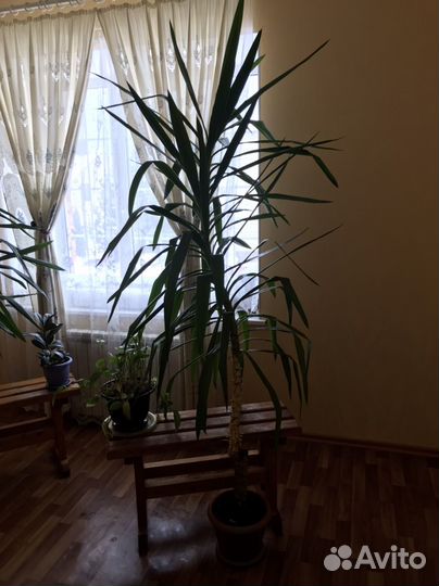 Юкка,монстера,фикус