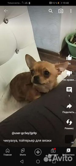 Чихуахуа, тойтерьер вязка микро. Щенки