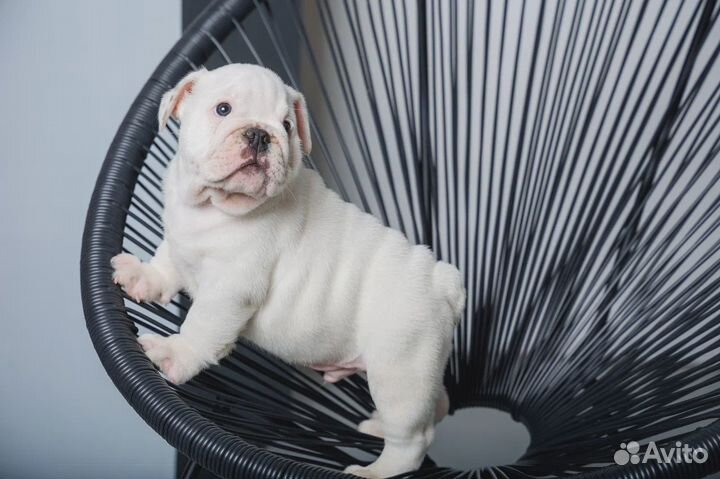Щенки английского бульдога