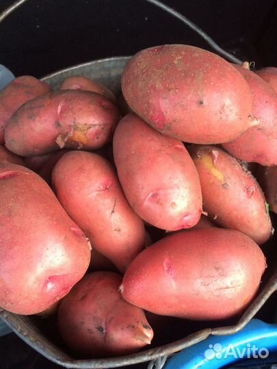 Картофель домашний