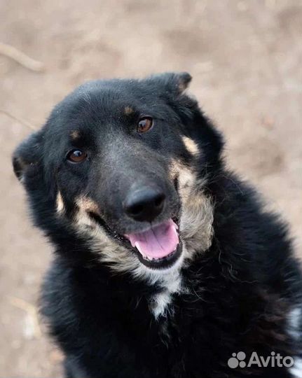 Собака в добрые руки