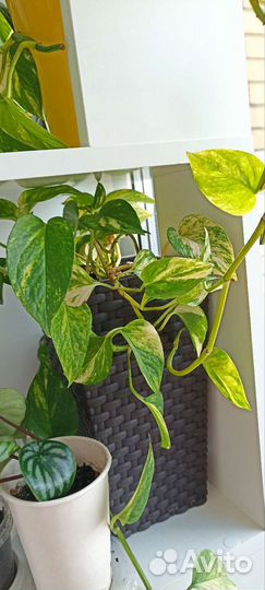 Сциндапсус золотистый, эпипремнум