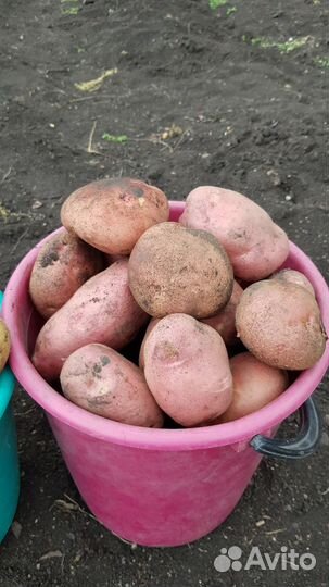 Продам картофель с доставкой