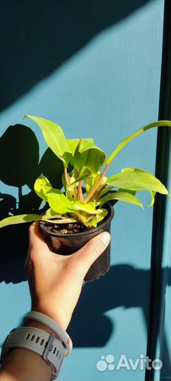 Филодендроны