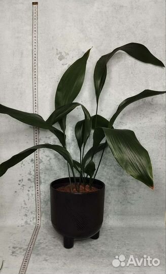 Аспедистра