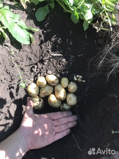 Семенной картофель