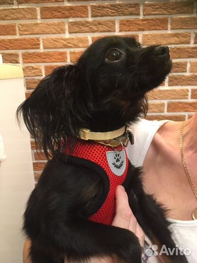 Вязка той-терьер кобель