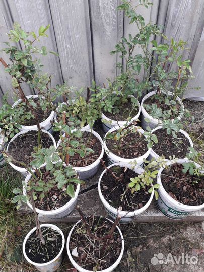 Саженцы роз