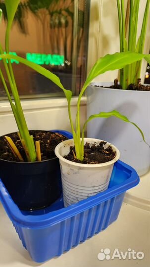 Женское счастье - Спатифиллум (разные размеры)