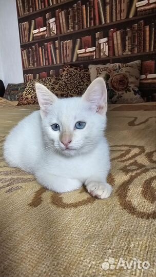 Отдам котенка в добрые руки бесплатно