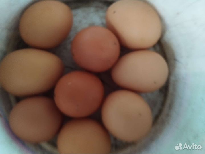 Домашние куриные яйца