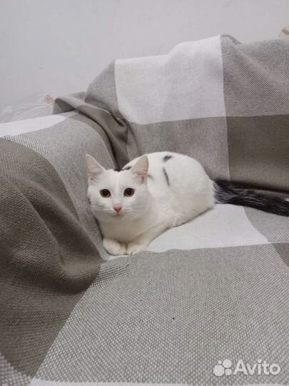 Котики бесплатно