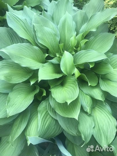 Многолетники разные