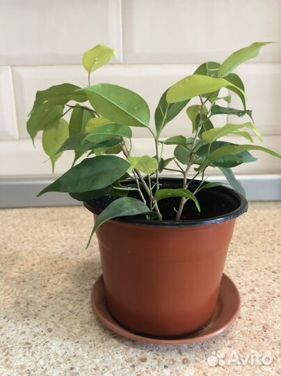 Фикус бенджамина