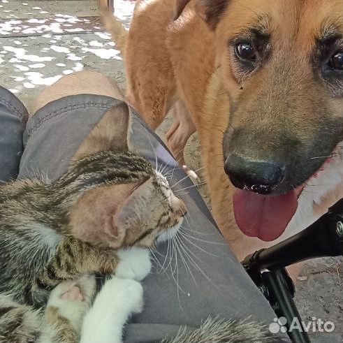 Котёнок Ива