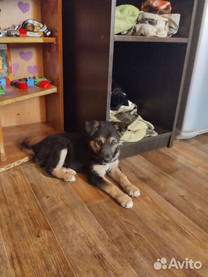 Щенок овчарки