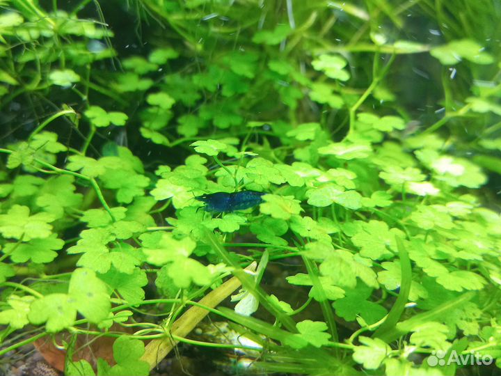 Креветки синие, Эйхорния лазаревая, нимфея, кринум