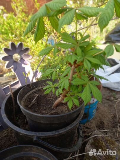 Саженцы клена, каштана, берёзы